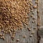 How to Sprout Grains (and Make Sprouted Grain Flour) Recipe