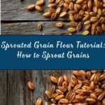 How to Sprout Grains (and Make Sprouted Grain Flour) Recipe